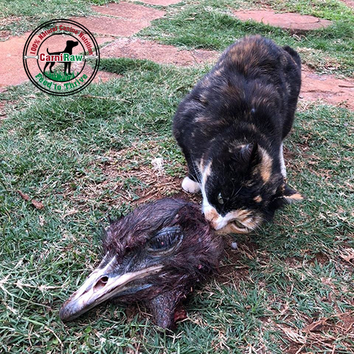 Ostrich Head 500x500
