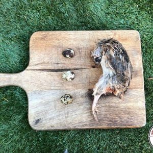 Whole Prey