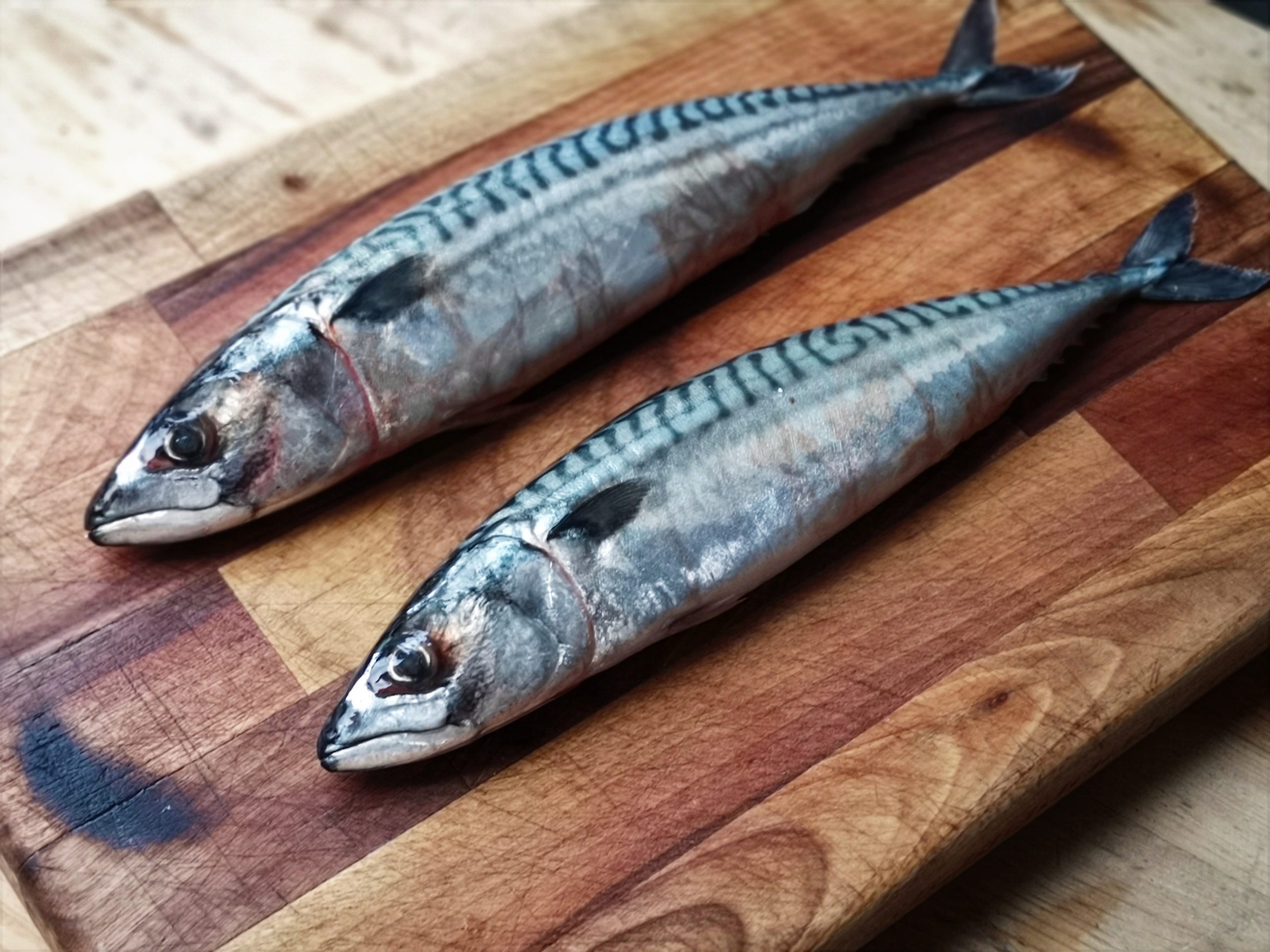 mackerel