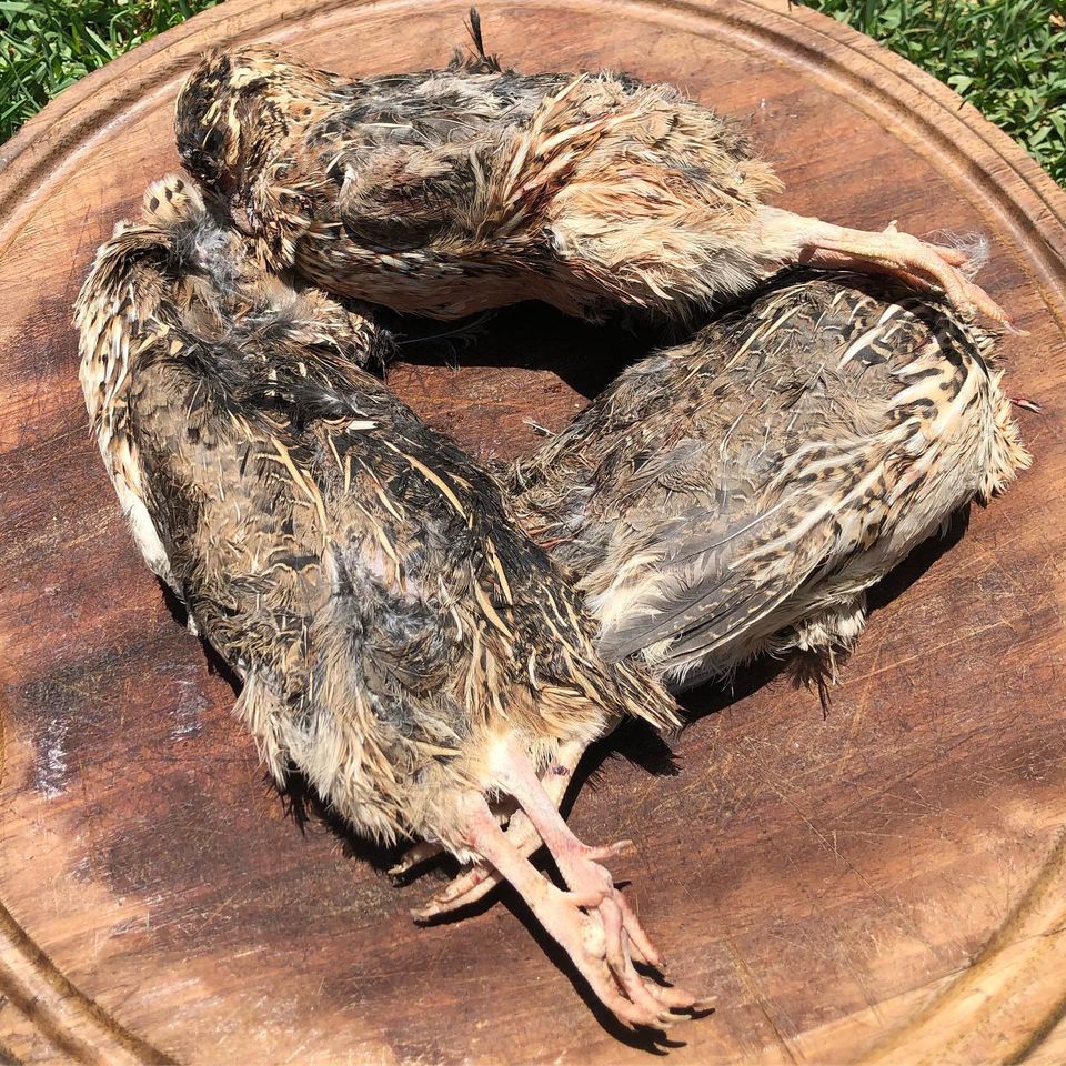 quail-whole-prey
