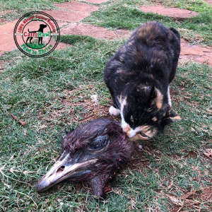 Ostrich Head (Singles)