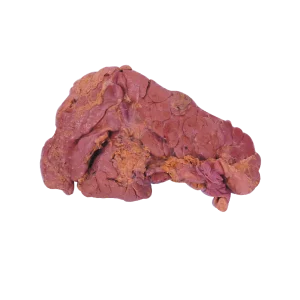 Raw Chunky Pork Pancreas