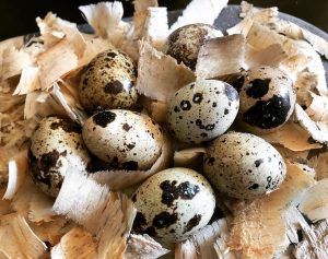 Protein packed quail eggs /dozen