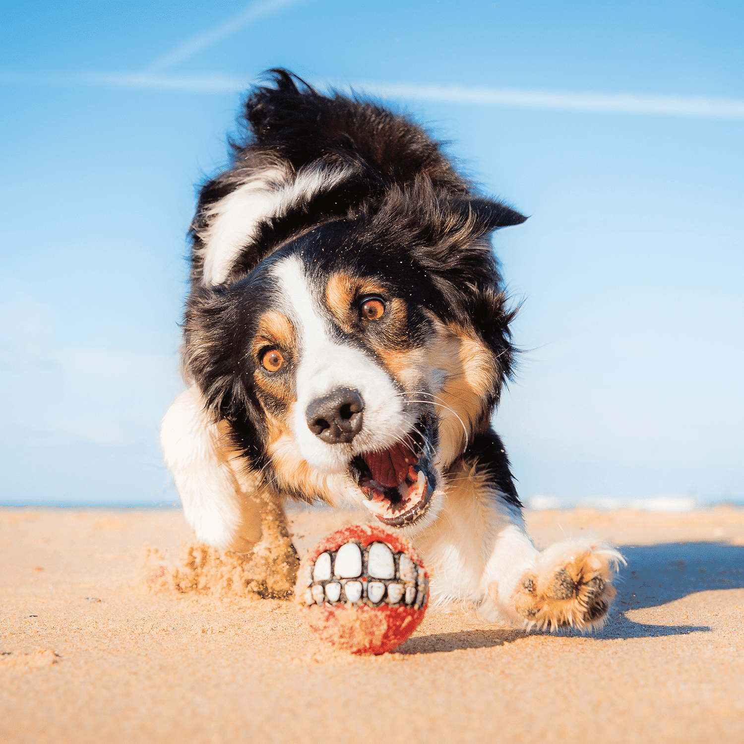 Rogz Grinz Fetch Ball - Image 4