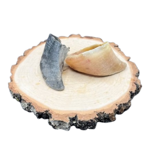 Raw Untrimmed Hoof